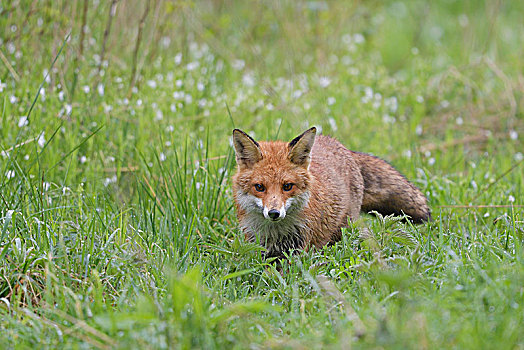 红狐,狐属,尾随,草地,萨克森安哈尔特,德国,欧洲