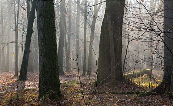 秋天,早晨,树林,雾气,老,树
