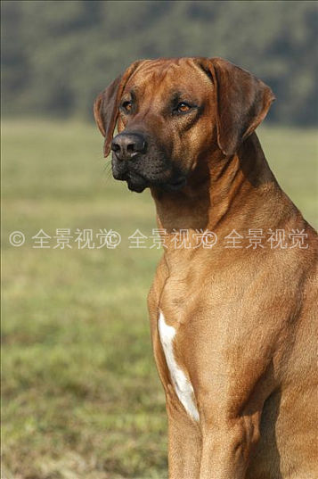 罗德西亚背脊犬