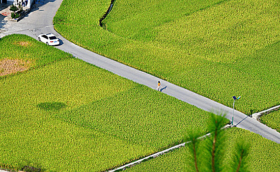 贵州遵义,大地披金满目秋,田园风光入画来