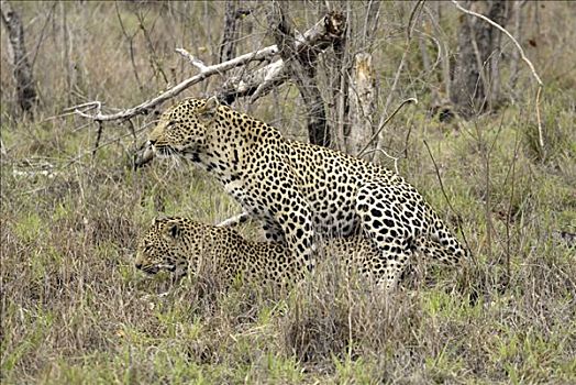 豹,一对,成年,南非