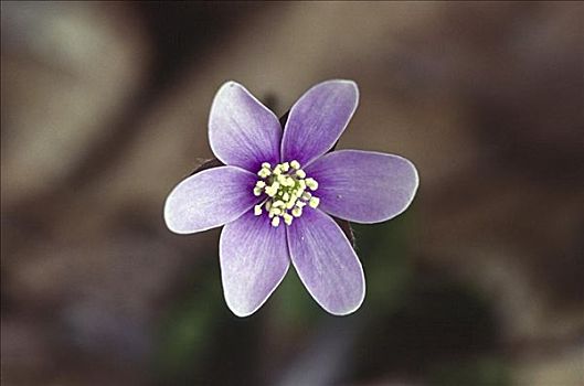 特写,紫花
