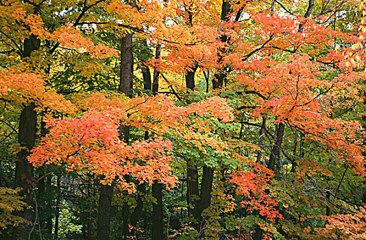 树,树林,俄亥俄,美国
