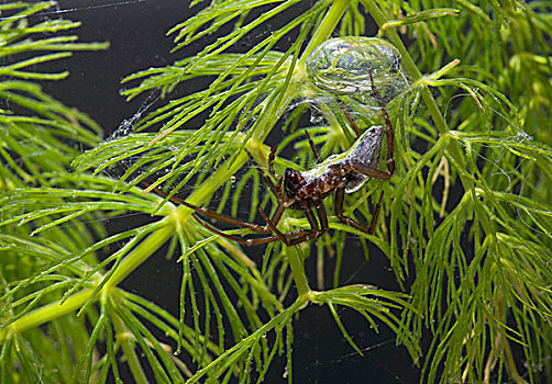 扎牢,植物,欧洲