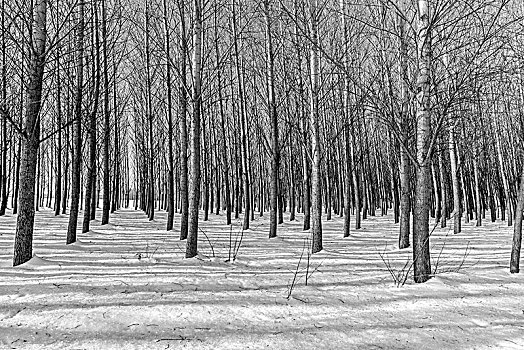 排,树,冬天,黑白,荒芜,靠近,爱达荷