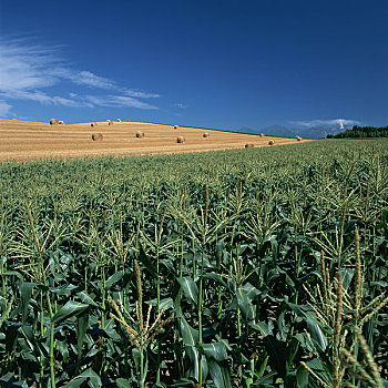 玉米田,放牧,平原
