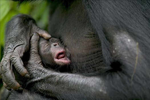 倭黑猩猩,诞生,黑猩猩,刚果
