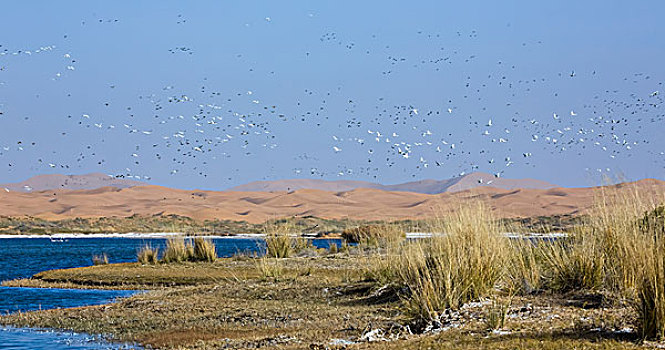 腾格里沙漠迁移中的天鹅