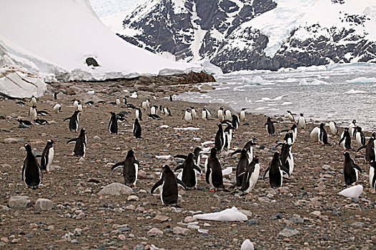 巴布亚企鹅,海岸线,港口