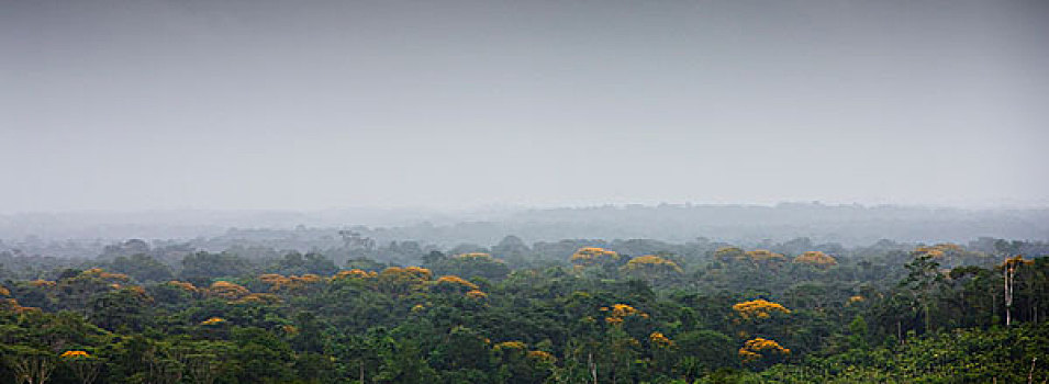 南美,亚马逊雨林