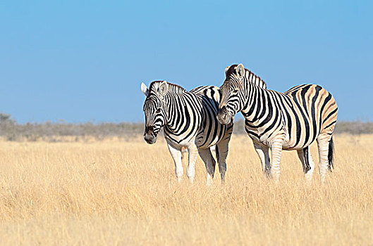 斑马,站立,干草,埃托沙国家公园,纳米比亚,非洲