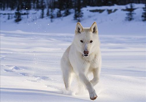 跑,白色,哈士奇犬,雪橇犬,拴狗绳,冰冻,河,育空,加拿大,北美