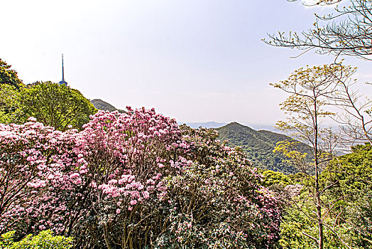 深圳梧桐山风光