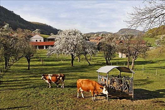 母牛,草场,下奥地利州,奥地利,欧洲