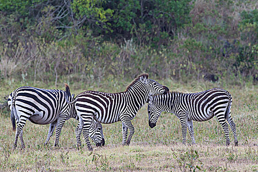 三个,斑马,马,侧面,觅食,开阔地,阿鲁沙,国家公园,坦桑尼亚