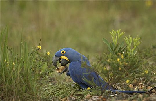 紫蓝金刚鹦鹉,栖息地,吃,地上,巴西