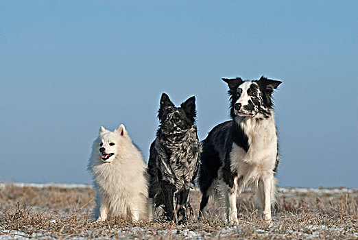 日本,左边,两个,狗,土地,冬天