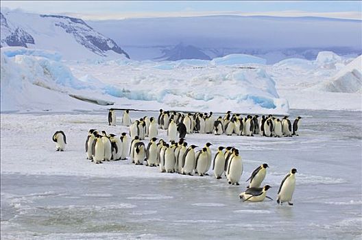 帝企鹅,冰,雪丘岛,南极