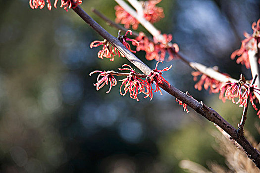 枝条,花