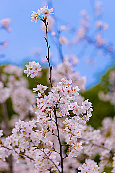 染井吉野樱