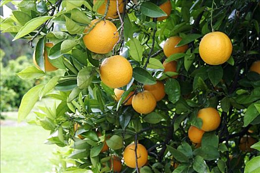 橘子,橘树