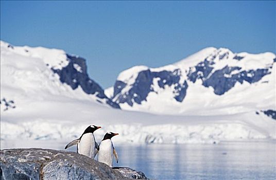 南极,南极半岛,乐园,港口,巴布亚企鹅,阿德利企鹅属,半岛