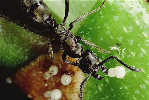 蚂蚁,蚁后,收集,白色,食物,身体,主人,树,秘鲁