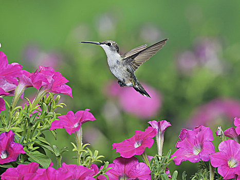 蜂鸟,女性,飞行,喂食,矮牵牛花属植物,花,丘陵地区,德克萨斯,美国,北美