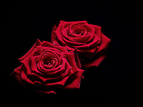 玫瑰,花,红色,两个,象征,喜爱,静物,黑色背景