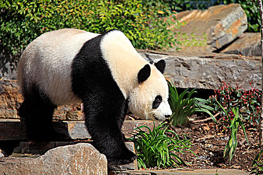 大熊猫,成年,阿德莱德,动物园,南,澳大利亚