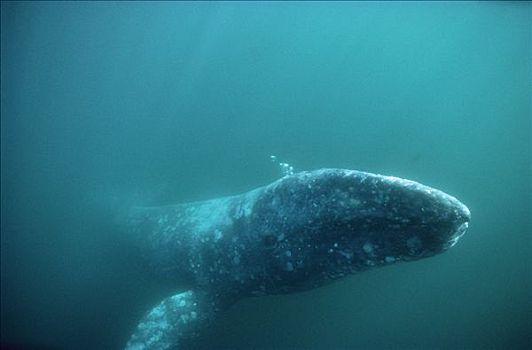 灰鲸,成年,水下,泡泡,北下加利福尼亚州,墨西哥