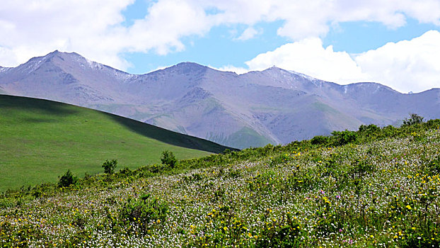 高山草原