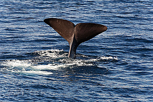 尾鳍,抹香鲸,韦斯特阿伦,挪威,欧洲