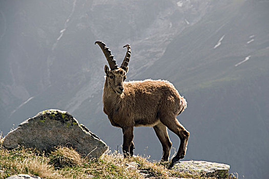 野山羊,站立,石头,阿尔卑斯山,夏蒙尼,法国