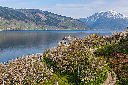 风景,山,乡村,挪威,峡湾