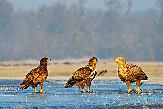 白尾鹰,白尾海雕,成年,两个,雏鸟,栖息,冰,省,波兰,欧洲