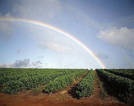 咖啡种植园,靠近,彩虹,考艾岛,夏威夷,美国