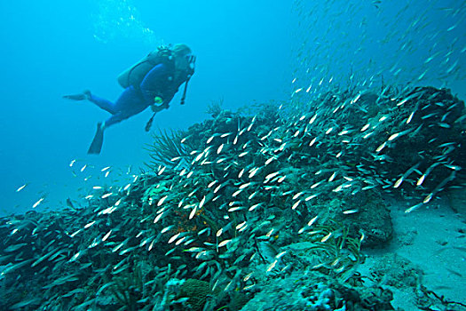 潜水,鱼群,鱼,维京果岛,岛屿,英属维京群岛,加勒比