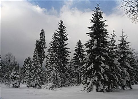 冬天,树林,巴伐利亚,德国