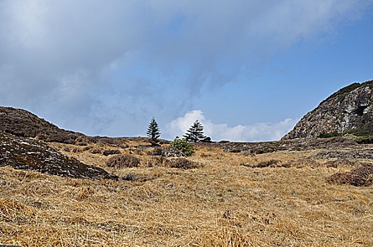 高山草甸