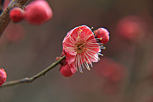 梅花