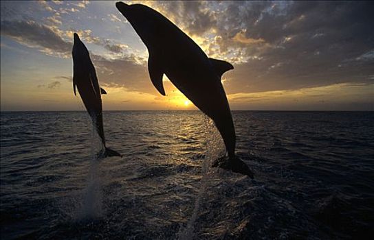 宽吻海豚,一对,跳跃,日出,洪都拉斯,中美洲