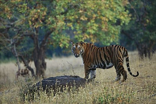 孟加拉虎,虎,树林,班德哈维夫国家公园,印度