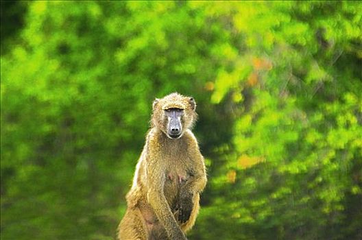 狒狒,坐,树林,克鲁格国家公园,普玛兰加省,南非