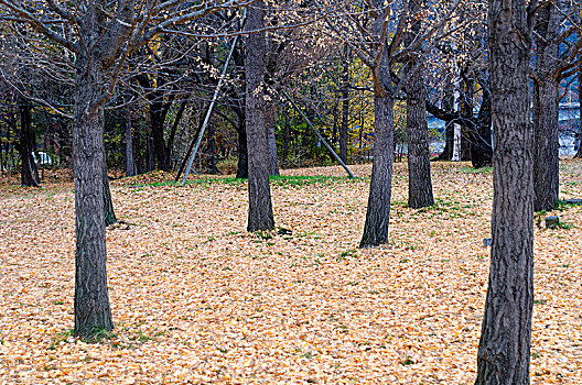 秋天的树林叶落遍地