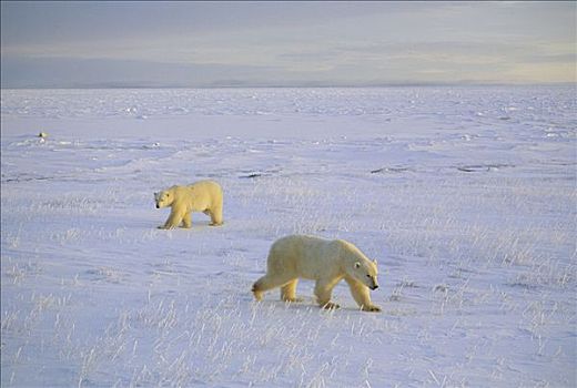 北极熊,一对,冰原,丘吉尔市,曼尼托巴,加拿大