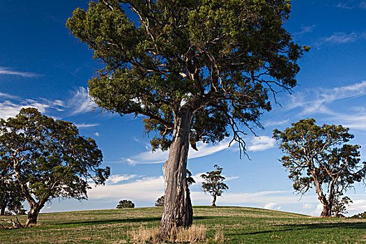 澳大利亚,巴罗莎谷,高兴,橡胶树