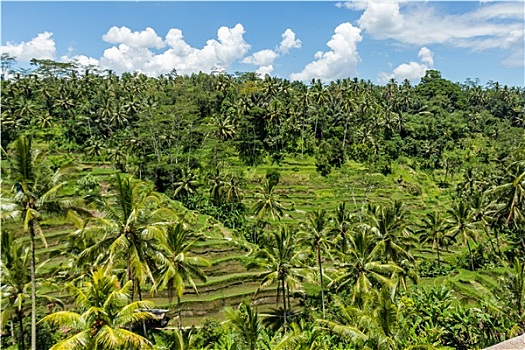 植被,巴厘岛