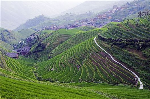 中国,广西,龙胜,稻米梯田,靠近,桂林