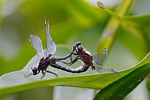 普通,蜻蜓,赤蜻属,新斯科舍省,加拿大